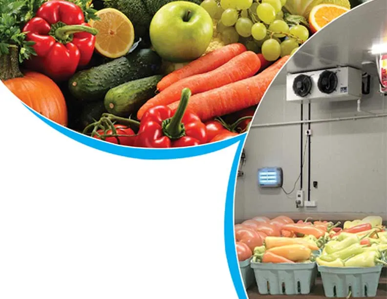 The Importance of Pre-cooling Fruits and Vegetables Before Export